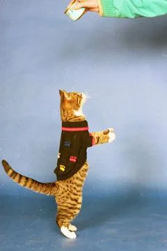 Cool Cats Strut Their Stuff On The Catwalk............... Purrr- Fect........... Stock Photos