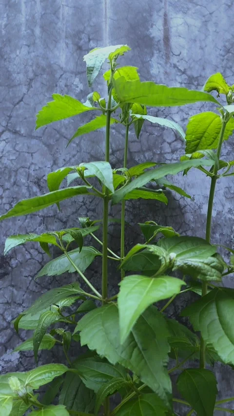 Cool Chromolaena Odorata, Vertical Video stock 304054751