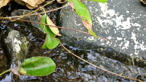 Cool clear water in a small river 10 Stock Footage 207771142
