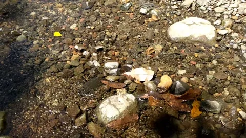 Cool clear water in a small river 8 库存影片 207771476