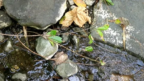 Cool clear water in a small river 7 Video stock 207897946