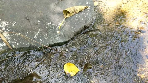 Cool clear water in a small river 5 库存影片 207898001