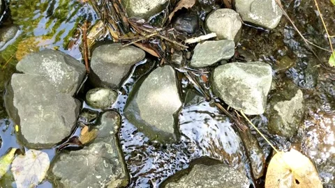Cool clear water in a small river 6 库存影片 207898714