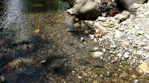 Cool clear water in a small river 3 Stock Footage 207899468