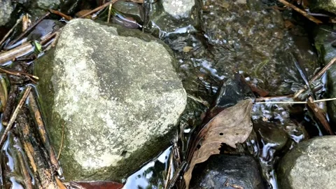 Cool clear water in a small river 2 Stock Footage 207899513