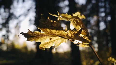 Cool close-up of a dry yellow maple leaf illuminated by sunlight Stock Footage 220154536
