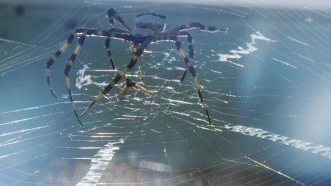 Cool close-up of a spider on a web 動画素材 113938878