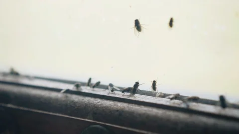 Cool close-UPS of a swarm of flies on a dirty window Stock Footage 115367512