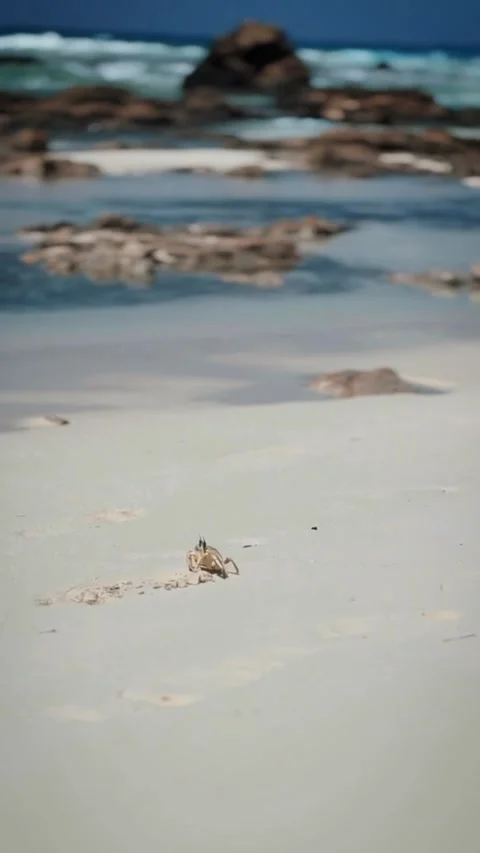 Cool crab, smooth sand and small hills of the beautiful Mediterranean sea. Stock Footage 284127208
