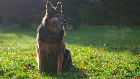 In the cool dawn light, a German Shepherd's breath fogs up, sitting peacefu.. Video stock 258567197
