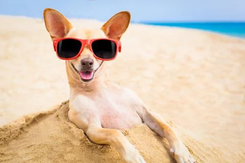 Cool dog at the beach Stock-Fotos