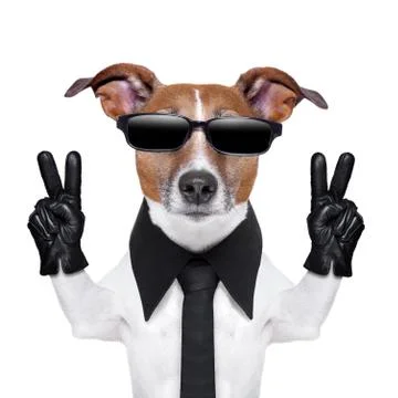 Cool dog Stock Photos