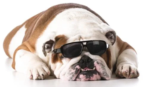 Cool dog Stock Photos
