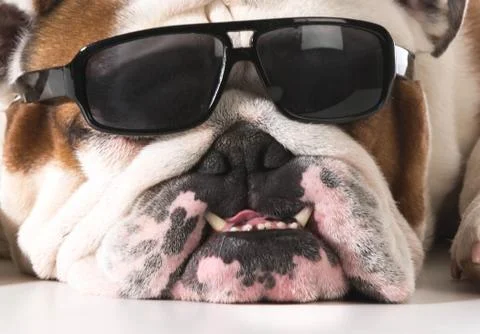Cool dog Stock Photos