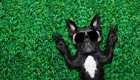 Cool dog Stock Photos