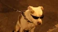 Cool dog with sunglasses looks at camera HD 影片