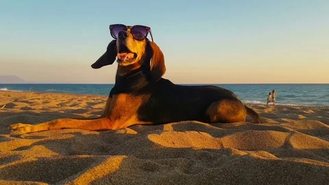 Cool dog with sunglasses relaxing at the beach. Stock Footage