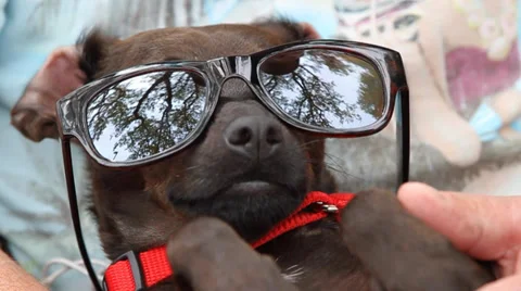 Cool Dog Sunshine Stockbeeldmateriaal 37839650