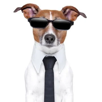 Cool doggy 스톡 사진