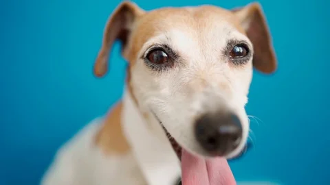 Cool elegant dog face on blue background Vídeo Stock 125924764