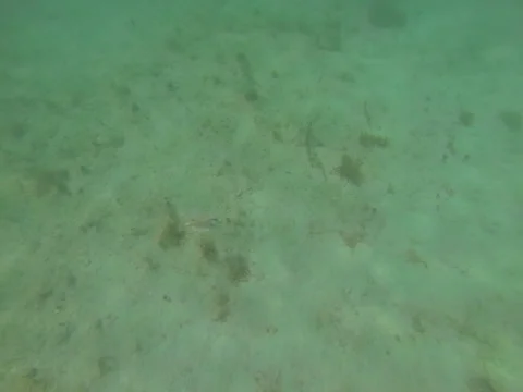 Cool fish in the Atalantic waters Stock Footage 42136811