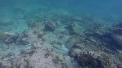 Cool fish in the Atalantic waters Stock Footage 42462778