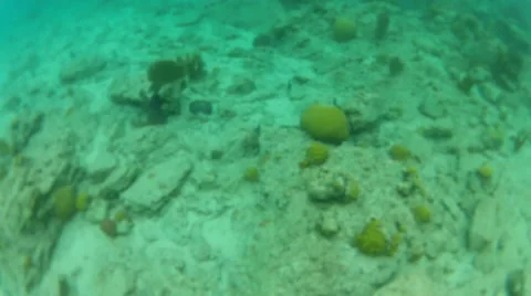 Cool fish in the Atalantic waters Stock Footage 42687998