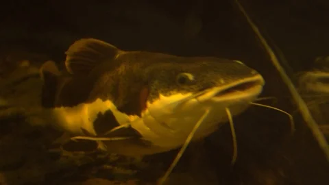 Cool fish Vídeos de archivo 99508318