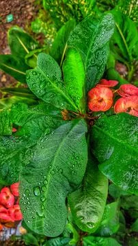 COOL FLOWER Фото