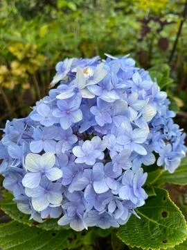 Cool flower Stock Photos
