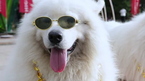 Cool fluffy samoyed dog wearing sunglasses and gold chain Vídeos de archivo 341961811