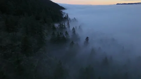 Cool Forest Mist Video stock 280785520