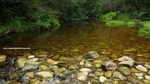 A cool forest stream, Garden Route, South Africa. Stock Footage 105701942