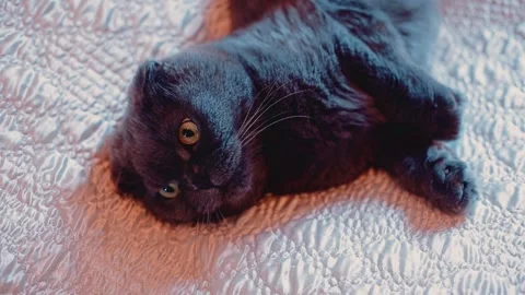 Cool grey british cat lying on its side on the bed. Stock Footage 145214231