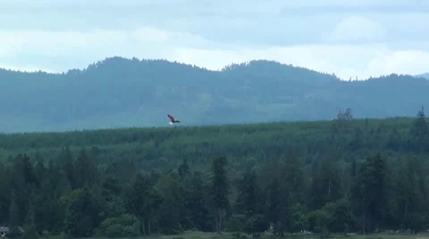 Cool Kite.m2ts Stock Footage 7761497