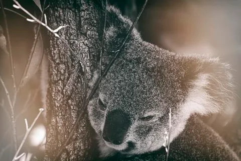 Cool koala-australia Stock Photos