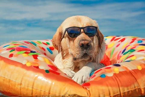 Cool Labrador relaxing on donut float wearing sunglasses in tropical sea Photos