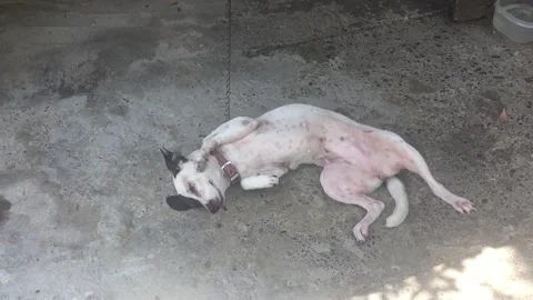 Cool Local dog playing with the Man 스톡 동영상 142218376