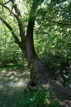Cool Looking Tree Stock Photos