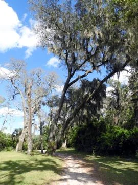 Cool looking tree on the walking path in Florida Фото