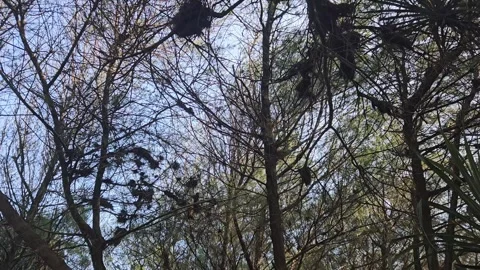 Cool lush pine trees Stock Footage 301621861