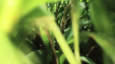 Cool macro shot moving really fast through bright green grass Stock Footage 132212405