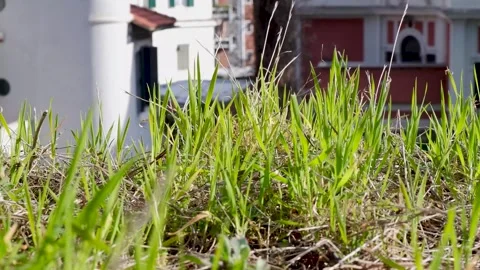 Cool macro shot moving through bright green grass Stock Footage 304154412