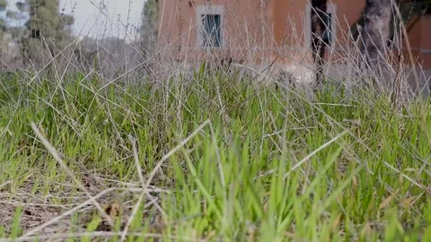 Cool macro shot moving through bright green grass Stock Footage 304685356