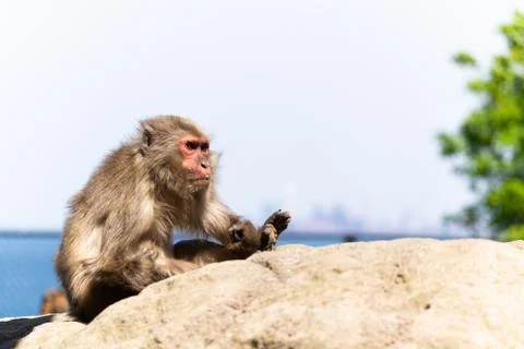 A cool monkey Stock Photos