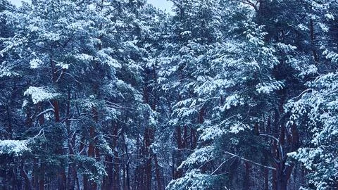 Cool mood.Harmony silence in winter forest with pine trees Stock Photos