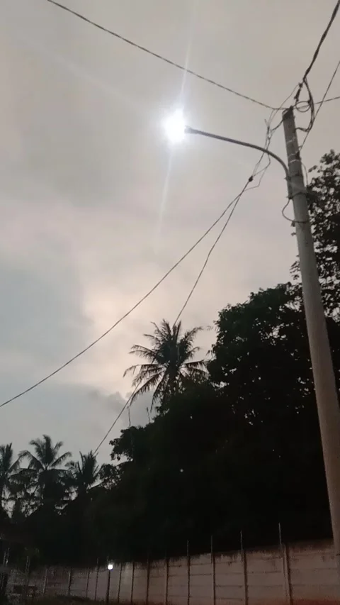COOL MORNING BACK OF THE TREE 動画素材 171778915