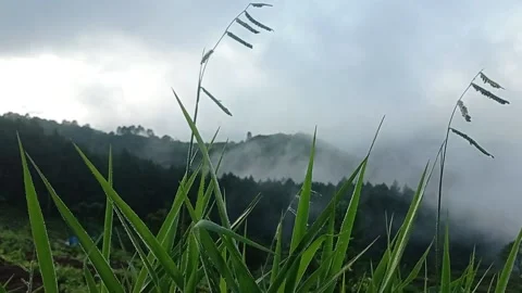Cool morning Stock Footage 211242253