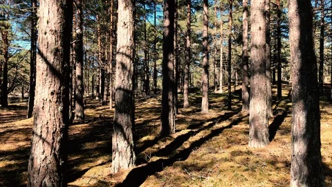 Cool Mosses and Lichens Pine Forest in Sweden Vidéo 119120412