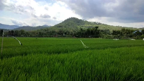 Cool mountain natural atmosphere with rice fields below, landscape video Stock Footage 158995038